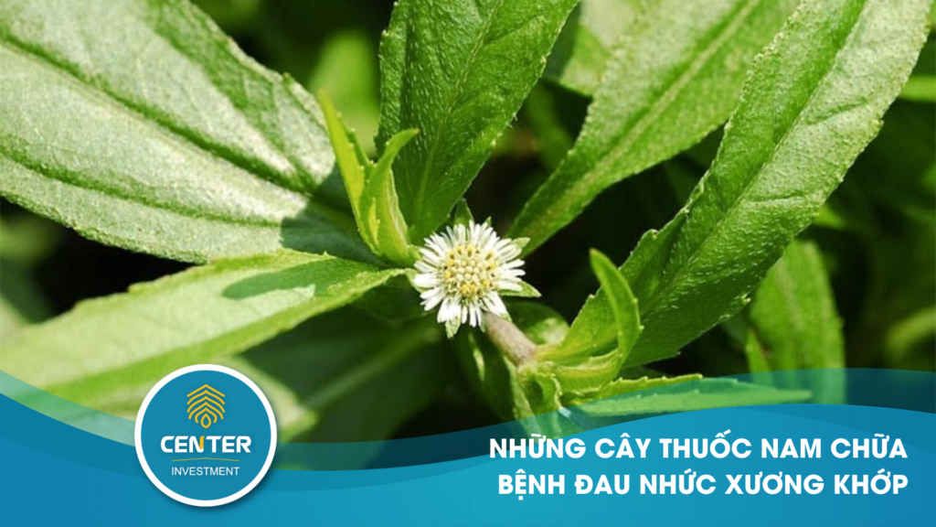 những cây thuốc nam chữa bệnh đau nhức xương khớp